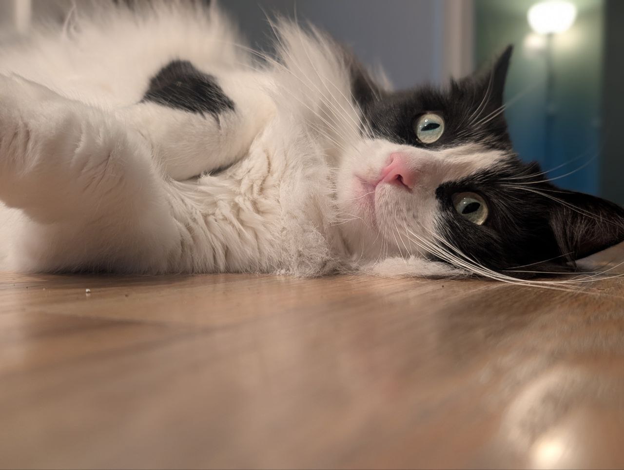 Meow!
